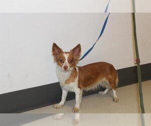 Papshund Dogs for adoption in Corona, CA, USA