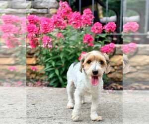 Mutt Dogs for adoption in Greenville, SC, USA