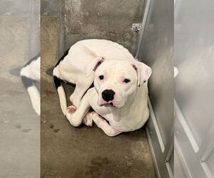 Mutt Dogs for adoption in Oak Bluffs, MA, USA