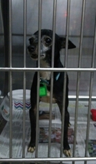 Italian Greyhuahua Dogs for adoption in Mukwonago, WI, USA