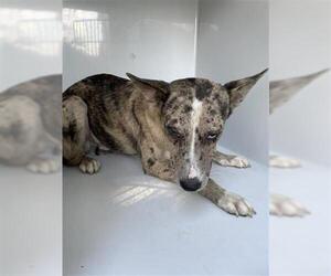 Catahoula Leopard Dog-Siberian Husky Mix Dogs for adoption in Houston, TX, USA