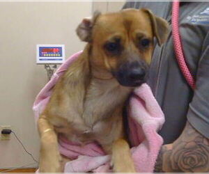 Chihuahua Dogs for adoption in Sacramento, CA, USA