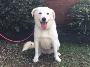 Great Pyrenees Dogs for adoption in Randleman, NC, USA
