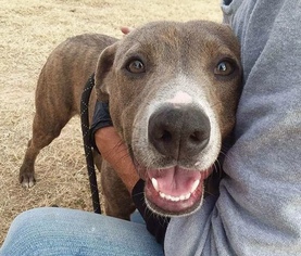 American Pit Bull Terrier-Catahoula Leopard Dog Mix Dogs for adoption in Seminole, OK, USA