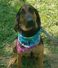 Bloodhound Dogs for adoption in Columbus, OH, USA
