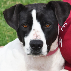 Lab-Pointer Dogs for adoption in Huntley, IL, USA