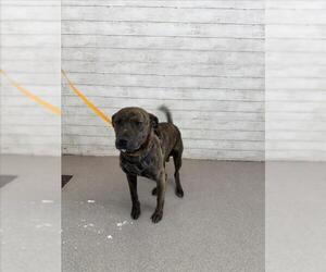 American Pit Bull Terrier-Unknown Mix Dogs for adoption in San Bernardino, CA, USA