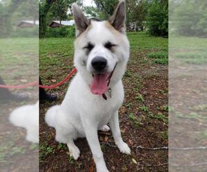 Akita Dogs for adoption in PORT RICHEY, FL, USA