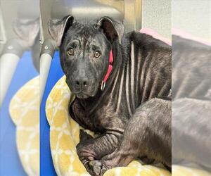American Pit Bull Terrier-Unknown Mix Dogs for adoption in Las Vegas, NV, USA
