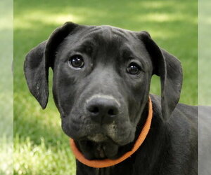 Labrador Retriever-Unknown Mix Dogs for adoption in Canton, CT, USA