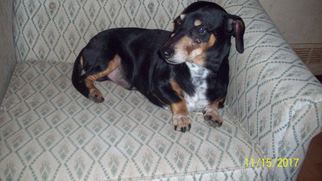 Dachshund Dogs for adoption in Crossville, AL, USA