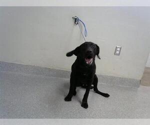 Labrador Retriever-Unknown Mix Dogs for adoption in Pasadena, TX, USA