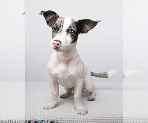 Medium Photo #7 Jack Russell Terrier-Unknown Mix Puppy For Sale in Tampa, FL, USA