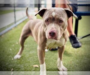 American Pit Bull Terrier Dogs for adoption in Orlando, FL, USA