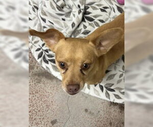 Chihuahua Dogs for adoption in Salinas, CA, USA