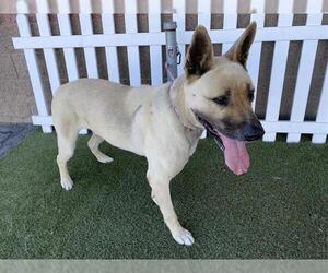 German Shepherd Dog-Unknown Mix Dogs for adoption in Modesto, CA, USA