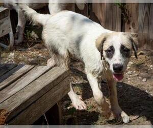 Anatolian Shepherd-Great Pyrenees Mix Dogs for adoption in Whitewright, TX, USA
