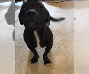 Chihuahua-Labrador Retriever Mix Dogs for adoption in Danbury, CT, USA