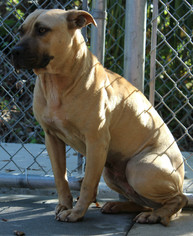 Black Mouth Cur Dogs for adoption in Hilton Head, SC, USA