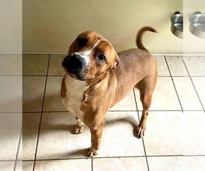 Mutt Dogs for adoption in Shelburne, VT, USA