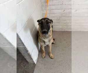 German Shepherd Dog Dogs for adoption in San Bernardino, CA, USA