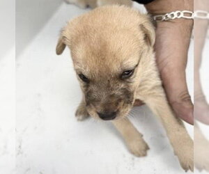 Labrador Retriever-Unknown Mix Dogs for adoption in Houston, TX, USA