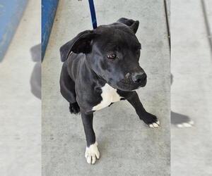 American Pit Bull Terrier-Unknown Mix Dogs for adoption in Bakersfield, CA, USA
