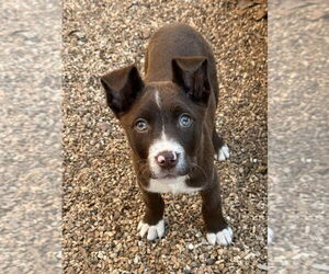 Australian Shepherd-Unknown Mix Dogs for adoption in Bolivar, MO, USA