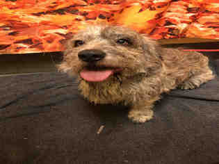 Zuchon Dogs for adoption in Forestville, MD, USA