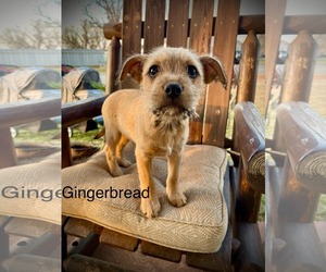 Mutt Dogs for adoption in NEWPORT NH, NH, USA