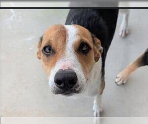 American Foxhound-Unknown Mix Dogs for adoption in San Antonio, TX, USA