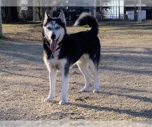 Siberian Husky Dogs for adoption in San Antonio, TX, USA
