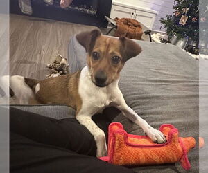 Jack Russell Terrier-Unknown Mix Dogs for adoption in Holly Springs, NC, USA