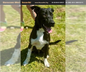 Border Collie-Unknown Mix Dogs for adoption in Benton, PA, USA
