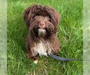 Small Havanese Mix