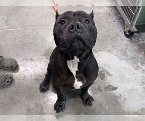 Staffordshire Bull Terrier Dogs for adoption in Tavares, FL, USA