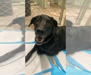 Labrador Retriever Dogs for adoption in Peachtree City, GA, USA