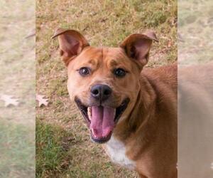 American Staffordshire Terrier Dogs for adoption in Shreveport, LA, USA