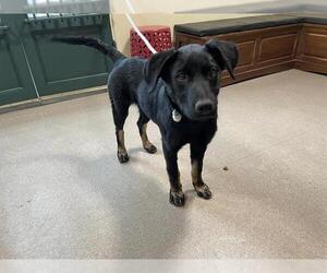 German Shepherd Dog-Unknown Mix Dogs for adoption in Pasadena, CA, USA