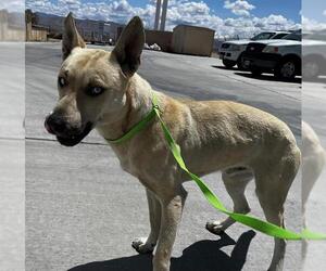 German Shepherd Dog-Siberian Husky Mix Dogs for adoption in HESPERIA, CA, USA
