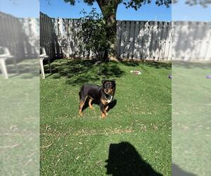 Dachshund Dogs for adoption in Fremont, CA, USA