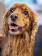 Cocker Spaniel Dogs for adoption in Boston, MA, USA