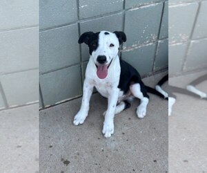 Borador Dogs for adoption in Winter Park, CO, USA