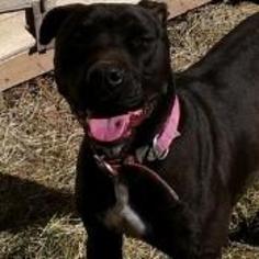 American Pit Bull Terrier-Labrador Retriever Mix Dogs for adoption in Cleveland, TX, USA