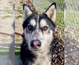 Siberian Husky Dogs for adoption in Woodland, CA, USA