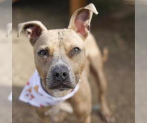 American Staffordshire Terrier-Unknown Mix Dogs for adoption in San Antonio, TX, USA