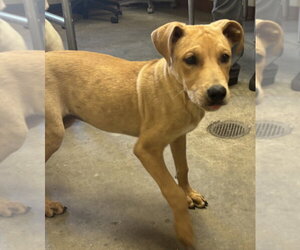 Mutt Dogs for adoption in Texas City, TX, USA