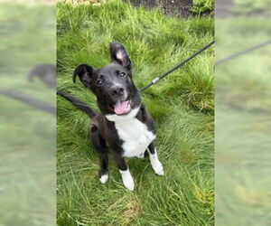 Border Collie Dogs for adoption in Salinas, CA, USA