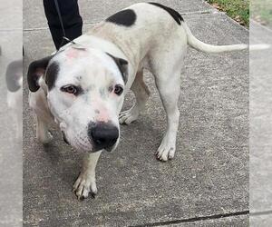 American Staffordshire Terrier-Unknown Mix Dogs for adoption in San Antonio, TX, USA