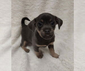 Rat-Cha Dogs for adoption in St. Louis Park, MN, USA